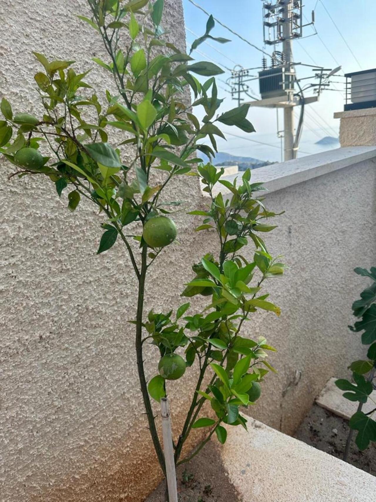 קס Kalkan Villa Beauty Honeymoon מראה חיצוני תמונה